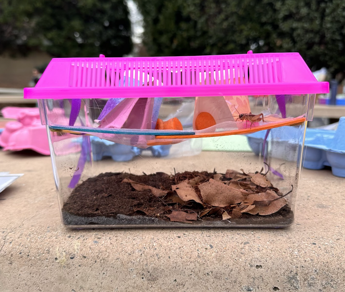 A completed cricket habitat.