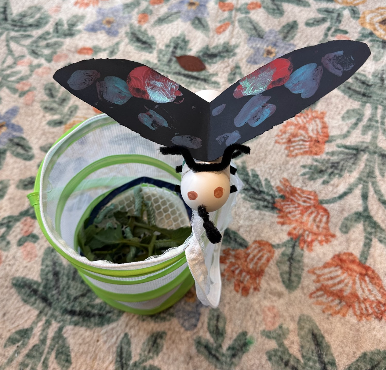 A painted moth displayed alongside a hornworm home.